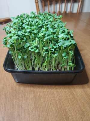 Day 4 - Growing Microgreens