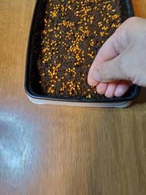 Day 0 - Growing Microgreens