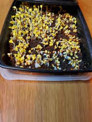 Day 2 - Growing Microgreens