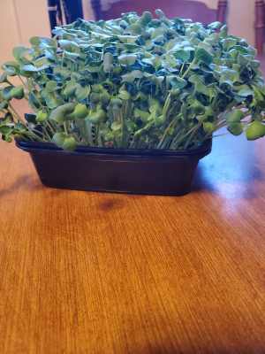 Day 6 - Growing Microgreens