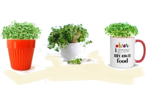 Microgreens - Quick to Grow
