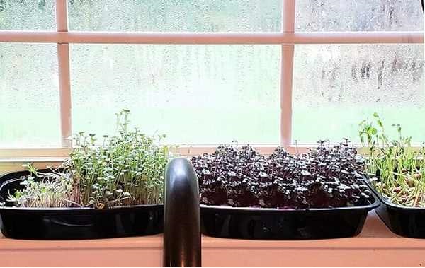 Microgreens - Easy to Grow