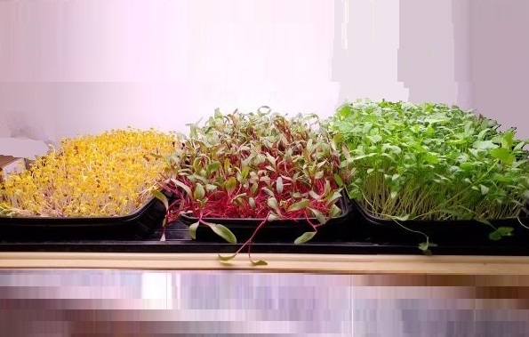 Microgreens - Healthy