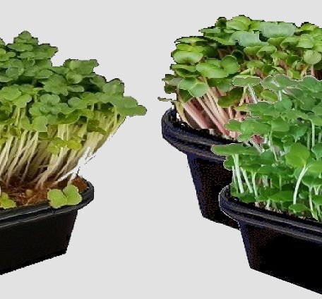 Level 1 Microgreens