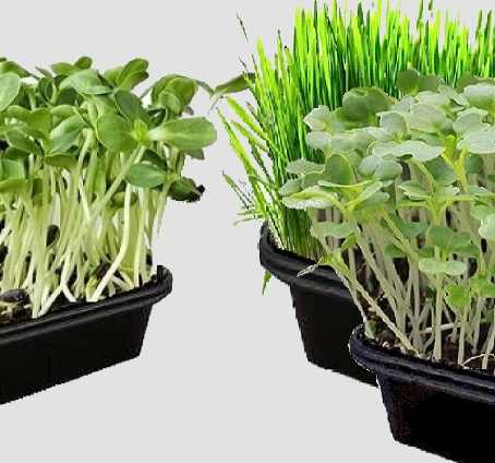 Level 2 Microgreens