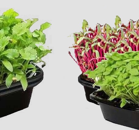 Level 3 Microgreens